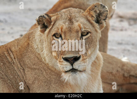 Lioness, south africa Stock Photo