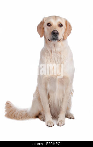 Labrador Retriever Stock Photo