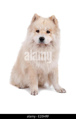 Mix Chow-Chow and Samoyed Stock Photo