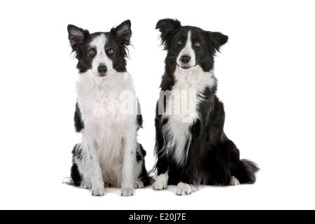 two border collie sheepdogs Stock Photo