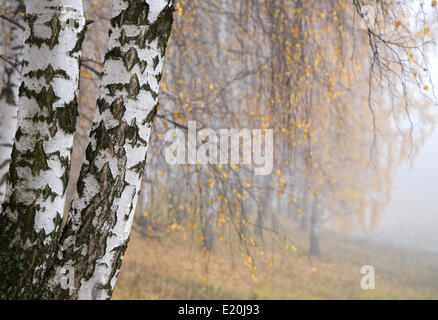 misty birch grove Stock Photo