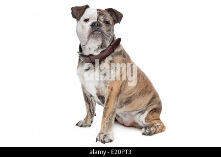 English bulldog Stock Photo