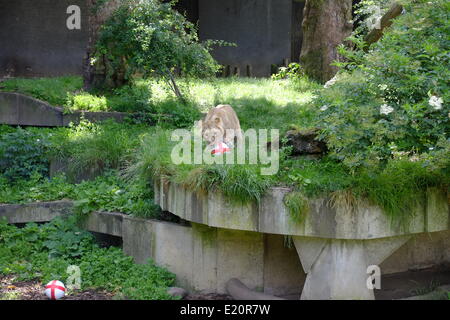 London, UK. 12th June 2014. London Zoo. Three Asian lionesses, Ruby, five, and twins Heidi and Indi, three, are given patriotic footballs stuffed with meaty treats to support England and raise awareness for  the Lions400 campaign. Credit:  Rachel Megawhat/Alamy Live News Stock Photo