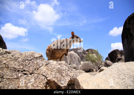 Mareeba Rock Wallaby (Petrogale mareeba) in Cairns, Australia Stock Photo