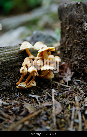 Small bunch of Sulphur Tuft mushrooms growing against rotting wood in forest. Stock Photo