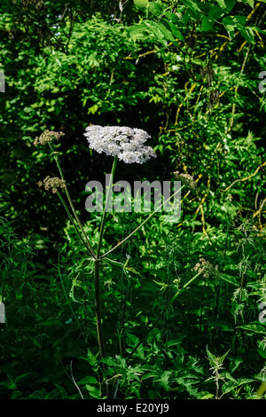 Single 'cow parsley' flower growing in hedgerow against dark background; landscape orientation. Stock Photo