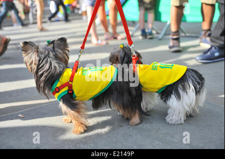 Trafalgar Square, London, UK. 12th June 2014. Even the dogs support Brazil as the World Cup kicks off tonight. Credit:  Matthew Chattle/Alamy Live News Stock Photo