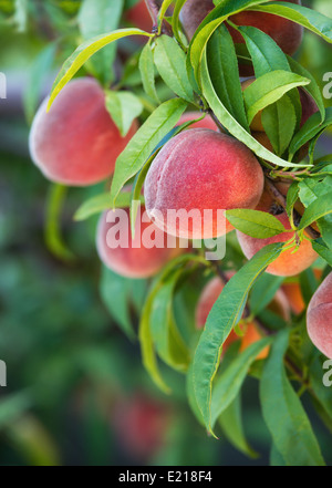 Sweet peaches growing on peach tree in garden, closeup Stock Photo