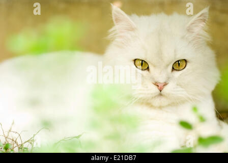 Chinchilla cat Stock Photo