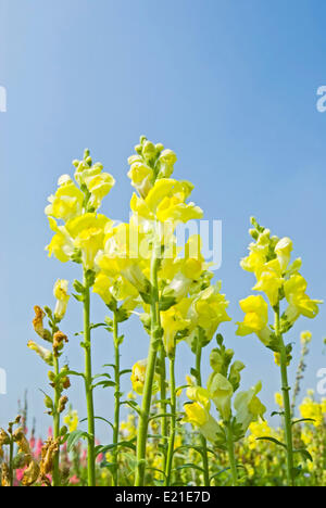 Yellow Snapdragon flowers under blue sky Stock Photo