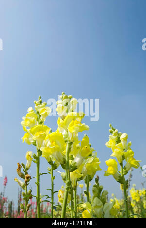 Yellow Snapdragon flowers under blue sky Stock Photo