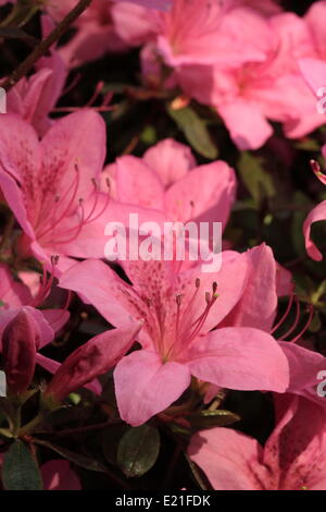 Japanese Azalea 'Isabel' Stock Photo - Alamy