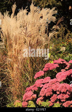 Cinese silver grass - Miscanthus sinensis Stock Photo
