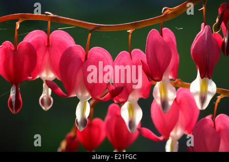 Bleeding heart Stock Photo