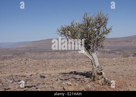 Tree at the fish river canyon, namibia Stock Photo