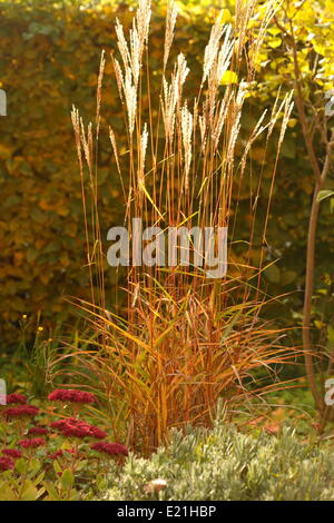 Cinese silver grass - Miscanthus sinensis Stock Photo