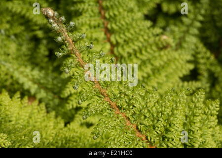 Soft shield fern 'Iveryanum' Stock Photo