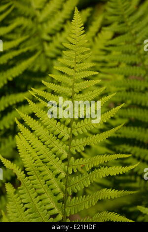Male fern - Dryopteris filix-mas Stock Photo