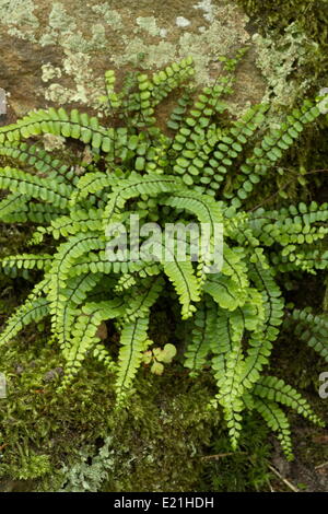 Maidenhair spleenwort - Asplenium trichomanes Stock Photo