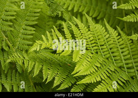 Lady fern - Athyrium filix-femina Stock Photo