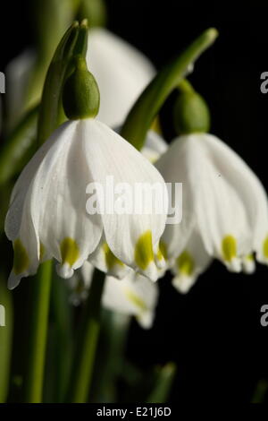 Spring snowflake - Leucojum vernum Stock Photo