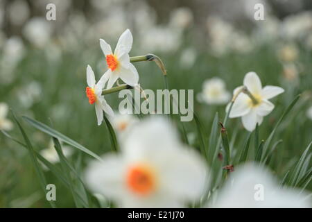 Daffodil - Narcissus Stock Photo