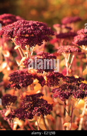 Stonecrop - Sedum telephium 'Autumn Joy' Stock Photo