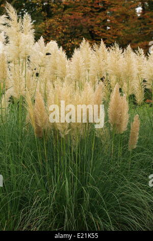 Pampas grass - Cortaderia selloana Stock Photo