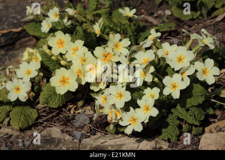 Common primrose - Primula vulgaris Stock Photo