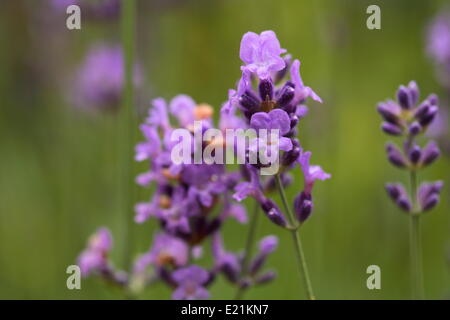 Lavendel lavender lavender Lavandula angustifolia blue green blossom ...