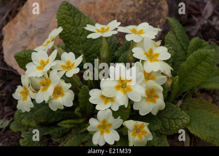 Common primrose - Primula vulgaris Stock Photo