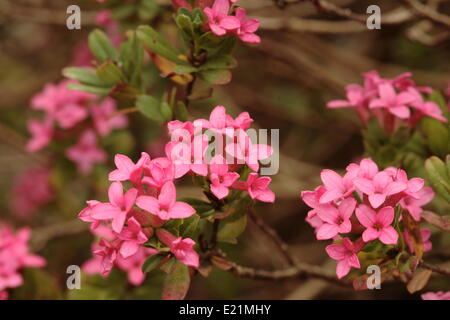 Rose daphne - Daphne cneorum Stock Photo