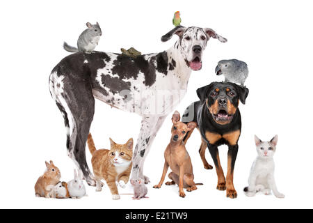 Pets in front of a white background Stock Photo