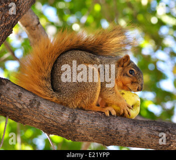 squirrel eating apple Stock Photo