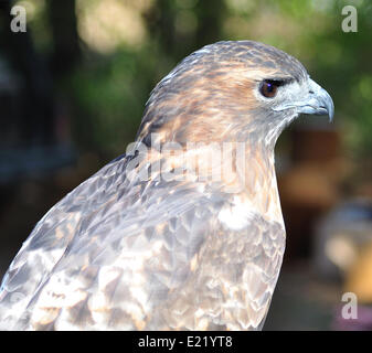 a Hawk , close up Stock Photo