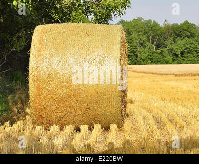 Hay bails in a field Stock Photo
