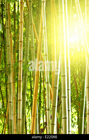 bamboo forest with morning sunlight Stock Photo