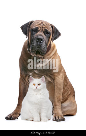 strong dog and a show cat Stock Photo
