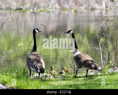 canada goose family Stock Photo