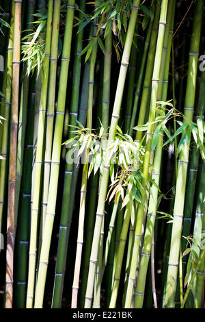 Asian Bamboo forest with morning sunlight Stock Photo