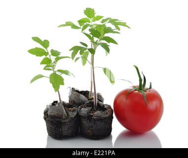 tomato plants Stock Photo