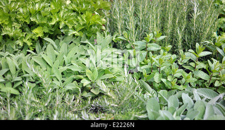 garden with variety of aromatic plants: rosemary, sage, mint, parsley