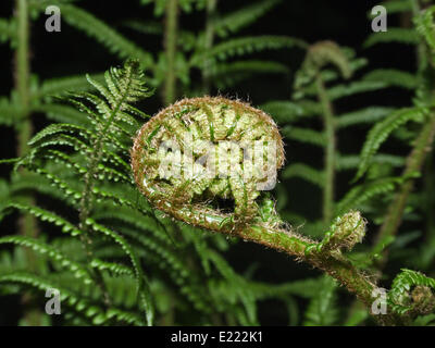 a leaf of fern (Athyrium filix-femina) Stock Photo