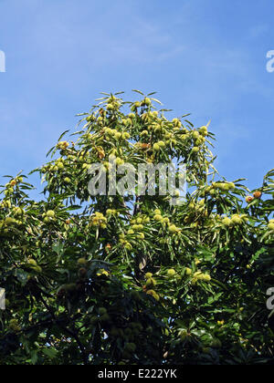 sweet chestnut (Castanea sativa)