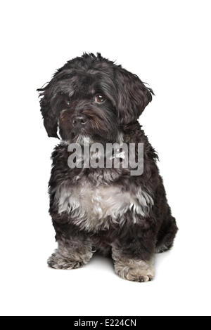 little black boomer dog Stock Photo