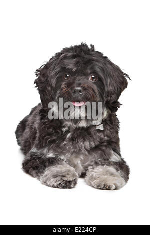 little black boomer dog Stock Photo