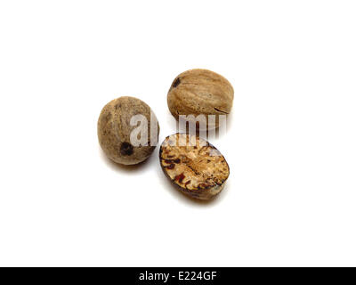 Muskat / nutmeg (Myristica fragrans) Stock Photo