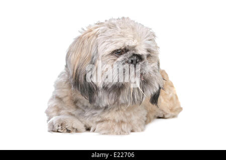 mixed breed dog Stock Photo