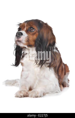 Cavalier King Charles spaniel Stock Photo