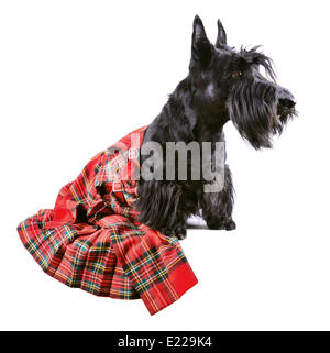 Dog in kilt Stock Photo